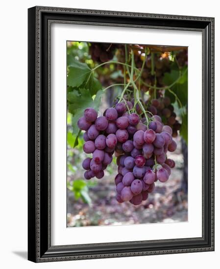 Red Globe Grapes at a Vineyard, San Joaquin Valley, California, Usa-Yadid Levy-Framed Photographic Print
