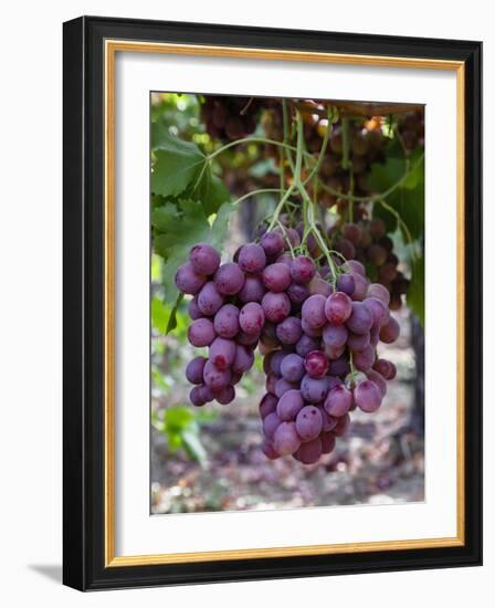 Red Globe Grapes at a Vineyard, San Joaquin Valley, California, Usa-Yadid Levy-Framed Photographic Print