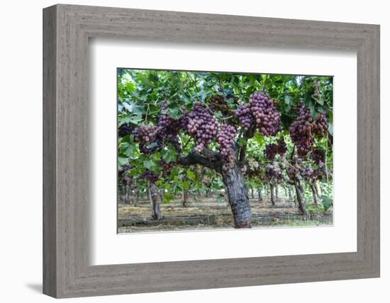 Red Globe Grapes at a Vineyard, San Joaquin Valley, California, Usa-Yadid Levy-Framed Photographic Print