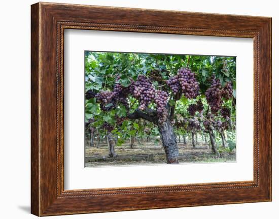 Red Globe Grapes at a Vineyard, San Joaquin Valley, California, Usa-Yadid Levy-Framed Photographic Print