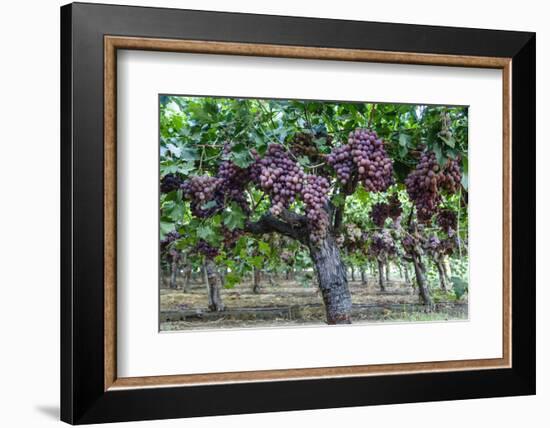 Red Globe Grapes at a Vineyard, San Joaquin Valley, California, Usa-Yadid Levy-Framed Photographic Print