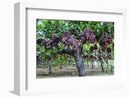 Red Globe Grapes at a Vineyard, San Joaquin Valley, California, Usa-Yadid Levy-Framed Photographic Print