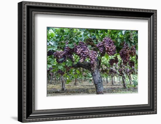 Red Globe Grapes at a Vineyard, San Joaquin Valley, California, Usa-Yadid Levy-Framed Premium Photographic Print