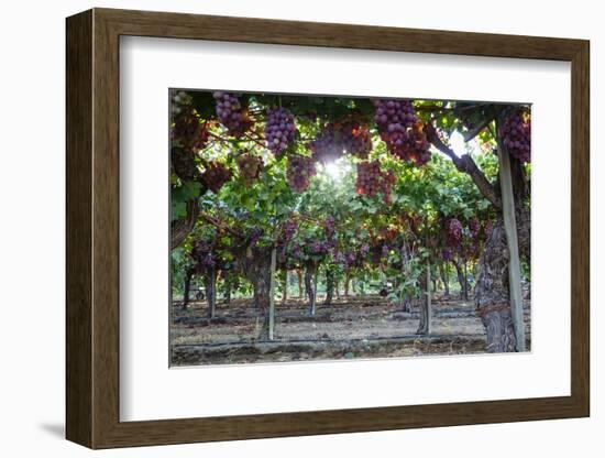 Red Globe Grapes at a Vineyard, San Joaquin Valley, California, Usa-Yadid Levy-Framed Premium Photographic Print