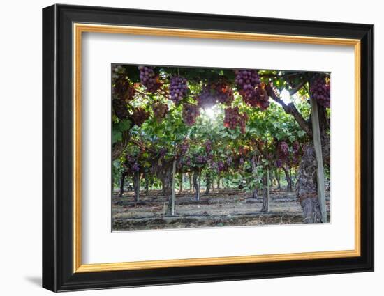 Red Globe Grapes at a Vineyard, San Joaquin Valley, California, Usa-Yadid Levy-Framed Premium Photographic Print