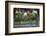 Red Globe Grapes at a Vineyard, San Joaquin Valley, California, Usa-Yadid Levy-Framed Premium Photographic Print