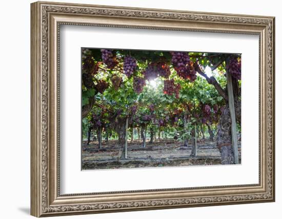 Red Globe Grapes at a Vineyard, San Joaquin Valley, California, Usa-Yadid Levy-Framed Photographic Print