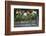 Red Globe Grapes at a Vineyard, San Joaquin Valley, California, Usa-Yadid Levy-Framed Photographic Print