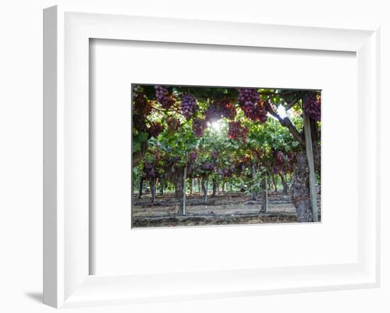 Red Globe Grapes at a Vineyard, San Joaquin Valley, California, Usa-Yadid Levy-Framed Photographic Print