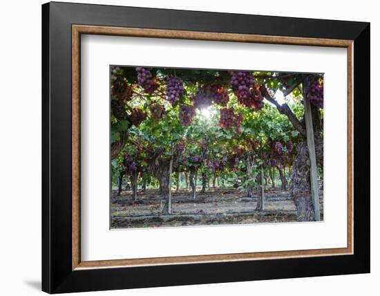 Red Globe Grapes at a Vineyard, San Joaquin Valley, California, Usa-Yadid Levy-Framed Photographic Print