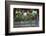 Red Globe Grapes at a Vineyard, San Joaquin Valley, California, Usa-Yadid Levy-Framed Photographic Print