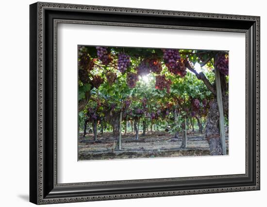 Red Globe Grapes at a Vineyard, San Joaquin Valley, California, Usa-Yadid Levy-Framed Photographic Print