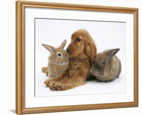 Red - Golden English Cocker Spaniel, 5 Months, with Two Rabbits-Mark Taylor-Framed Photographic Print