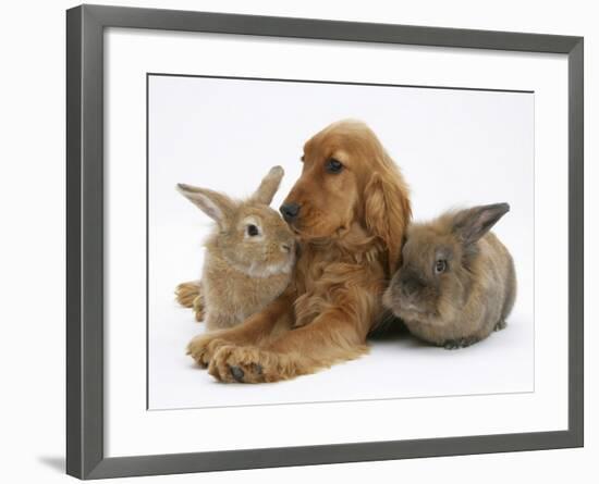 Red - Golden English Cocker Spaniel, 5 Months, with Two Rabbits-Mark Taylor-Framed Photographic Print