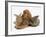 Red - Golden English Cocker Spaniel, 5 Months, with Two Rabbits-Mark Taylor-Framed Photographic Print