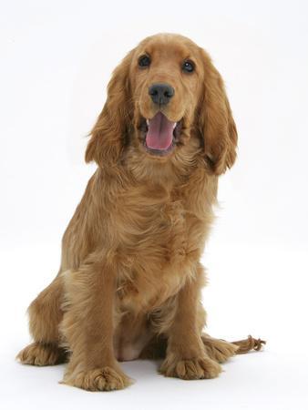 golden english spaniel