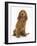 Red - Golden English Cocker Spaniel, 5 Months-Mark Taylor-Framed Photographic Print