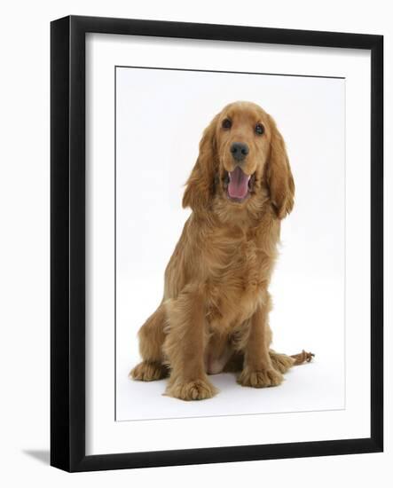 Red - Golden English Cocker Spaniel, 5 Months-Mark Taylor-Framed Photographic Print