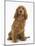Red - Golden English Cocker Spaniel, 5 Months-Mark Taylor-Mounted Photographic Print