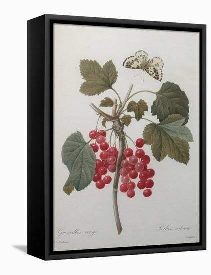 Red Gooseberry-Pierre-Joseph Redoute-Framed Stretched Canvas