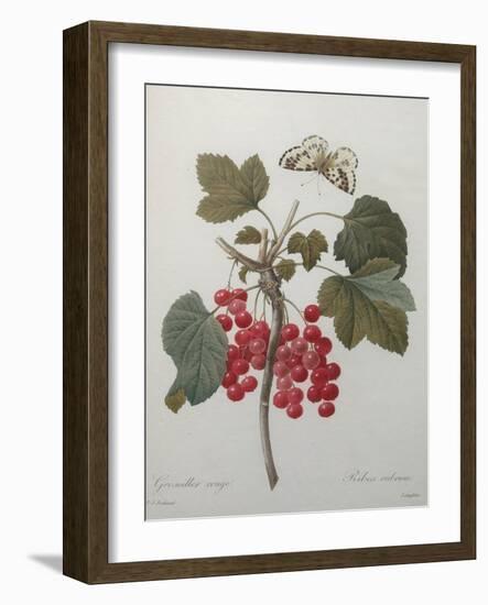 Red Gooseberry-Pierre-Joseph Redoute-Framed Art Print