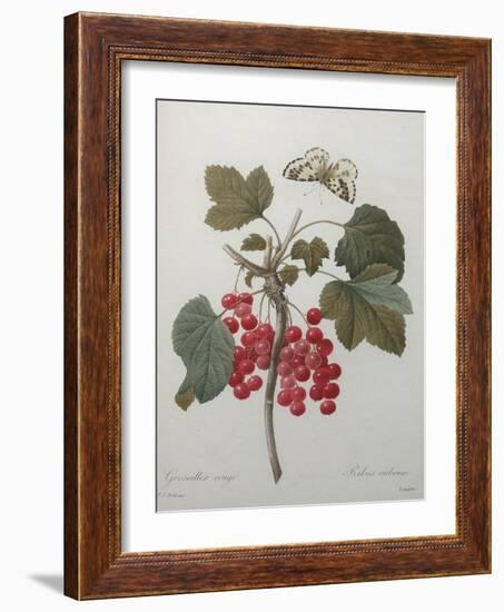 Red Gooseberry-Pierre-Joseph Redoute-Framed Art Print