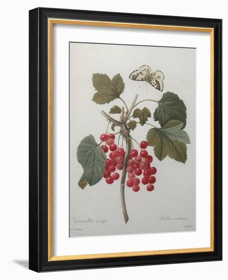 Red Gooseberry-Pierre-Joseph Redoute-Framed Art Print