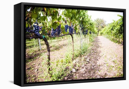 Red Grapes at a Vineyard on Mount Etna Volcano, UNESCO World Heritage Site, Sicily, Italy, Europe-Matthew Williams-Ellis-Framed Premier Image Canvas