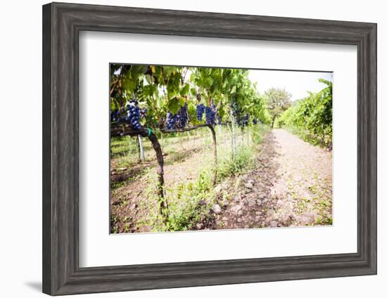 Red Grapes at a Vineyard on Mount Etna Volcano, UNESCO World Heritage Site, Sicily, Italy, Europe-Matthew Williams-Ellis-Framed Premium Photographic Print