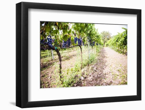 Red Grapes at a Vineyard on Mount Etna Volcano, UNESCO World Heritage Site, Sicily, Italy, Europe-Matthew Williams-Ellis-Framed Premium Photographic Print