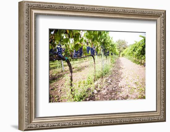 Red Grapes at a Vineyard on Mount Etna Volcano, UNESCO World Heritage Site, Sicily, Italy, Europe-Matthew Williams-Ellis-Framed Photographic Print