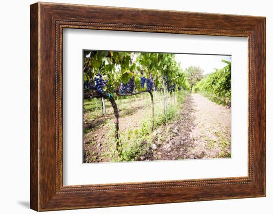 Red Grapes at a Vineyard on Mount Etna Volcano, UNESCO World Heritage Site, Sicily, Italy, Europe-Matthew Williams-Ellis-Framed Photographic Print