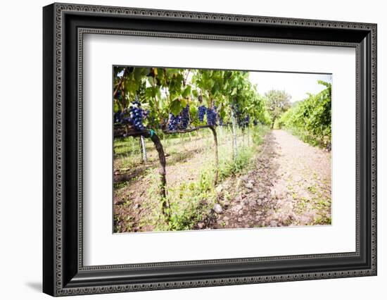 Red Grapes at a Vineyard on Mount Etna Volcano, UNESCO World Heritage Site, Sicily, Italy, Europe-Matthew Williams-Ellis-Framed Photographic Print