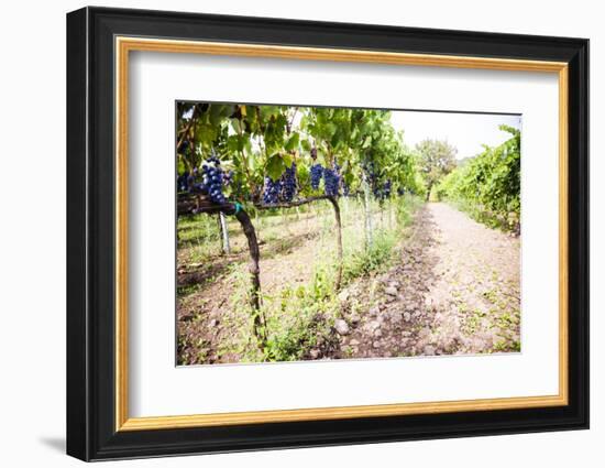 Red Grapes at a Vineyard on Mount Etna Volcano, UNESCO World Heritage Site, Sicily, Italy, Europe-Matthew Williams-Ellis-Framed Photographic Print