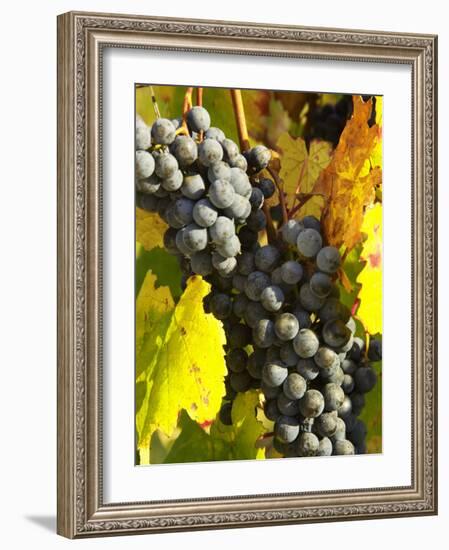 Red Grapes, Boynton's of Bright Vineyard, near Bright, Victoria, Australia-David Wall-Framed Photographic Print