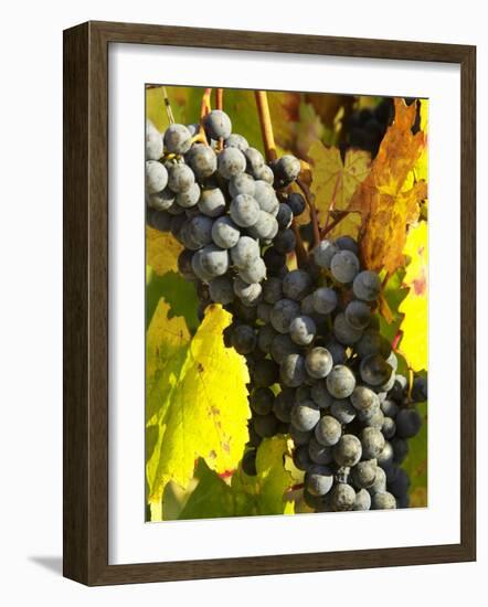 Red Grapes, Boynton's of Bright Vineyard, near Bright, Victoria, Australia-David Wall-Framed Photographic Print