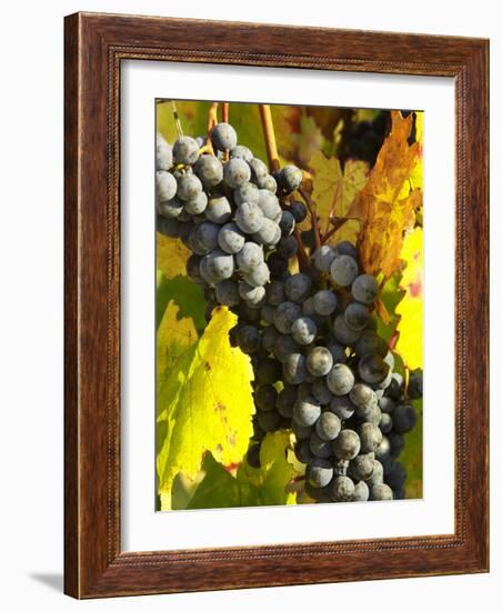 Red Grapes, Boynton's of Bright Vineyard, near Bright, Victoria, Australia-David Wall-Framed Photographic Print