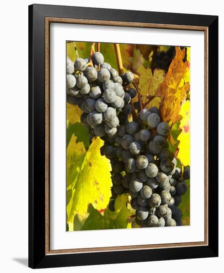 Red Grapes, Boynton's of Bright Vineyard, near Bright, Victoria, Australia-David Wall-Framed Photographic Print