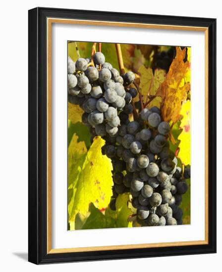 Red Grapes, Boynton's of Bright Vineyard, near Bright, Victoria, Australia-David Wall-Framed Photographic Print