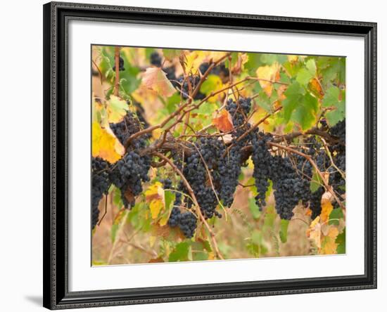 Red Grapes, Vineyard near Myrtleford, Victoria, Australia-David Wall-Framed Photographic Print