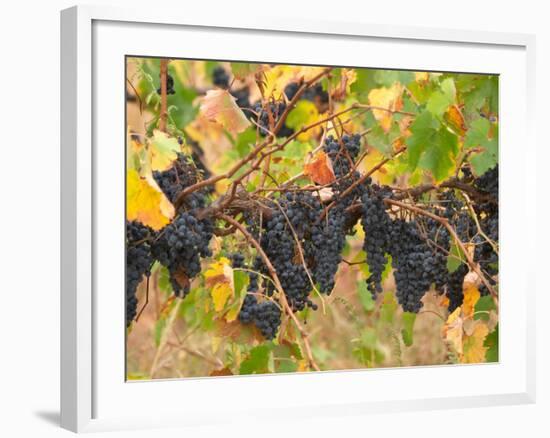 Red Grapes, Vineyard near Myrtleford, Victoria, Australia-David Wall-Framed Photographic Print