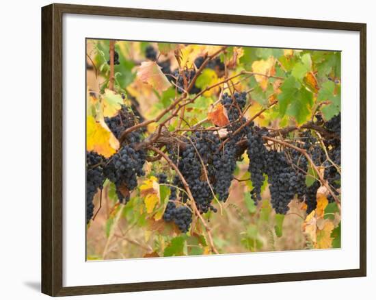 Red Grapes, Vineyard near Myrtleford, Victoria, Australia-David Wall-Framed Photographic Print