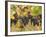 Red Grapes, Vineyard near Myrtleford, Victoria, Australia-David Wall-Framed Photographic Print