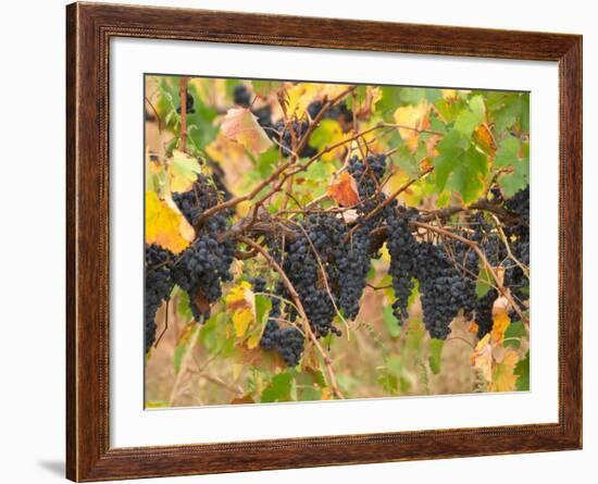 Red Grapes, Vineyard near Myrtleford, Victoria, Australia-David Wall-Framed Photographic Print