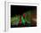 Red, green and white Christmas lights-Merrill Images-Framed Photographic Print