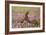 Red Grouse Amongst Heather-null-Framed Photographic Print