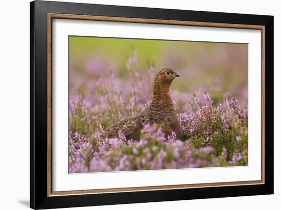 Red Grouse Amongst Heather-null-Framed Photographic Print