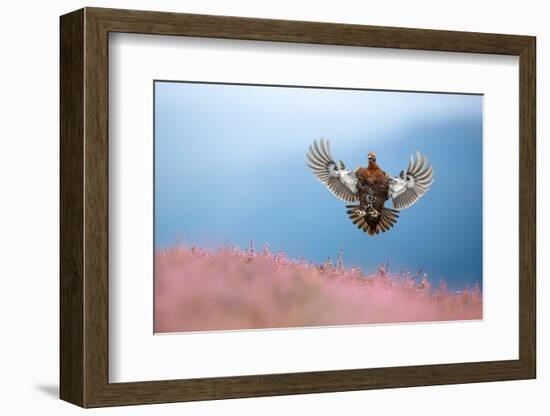Red grouse coming in to land on flowering Heather, UK-Ben Hall-Framed Photographic Print