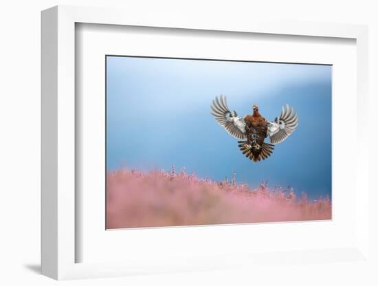 Red grouse coming in to land on flowering Heather, UK-Ben Hall-Framed Photographic Print