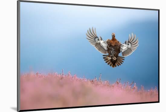 Red grouse coming in to land on flowering Heather, UK-Ben Hall-Mounted Photographic Print